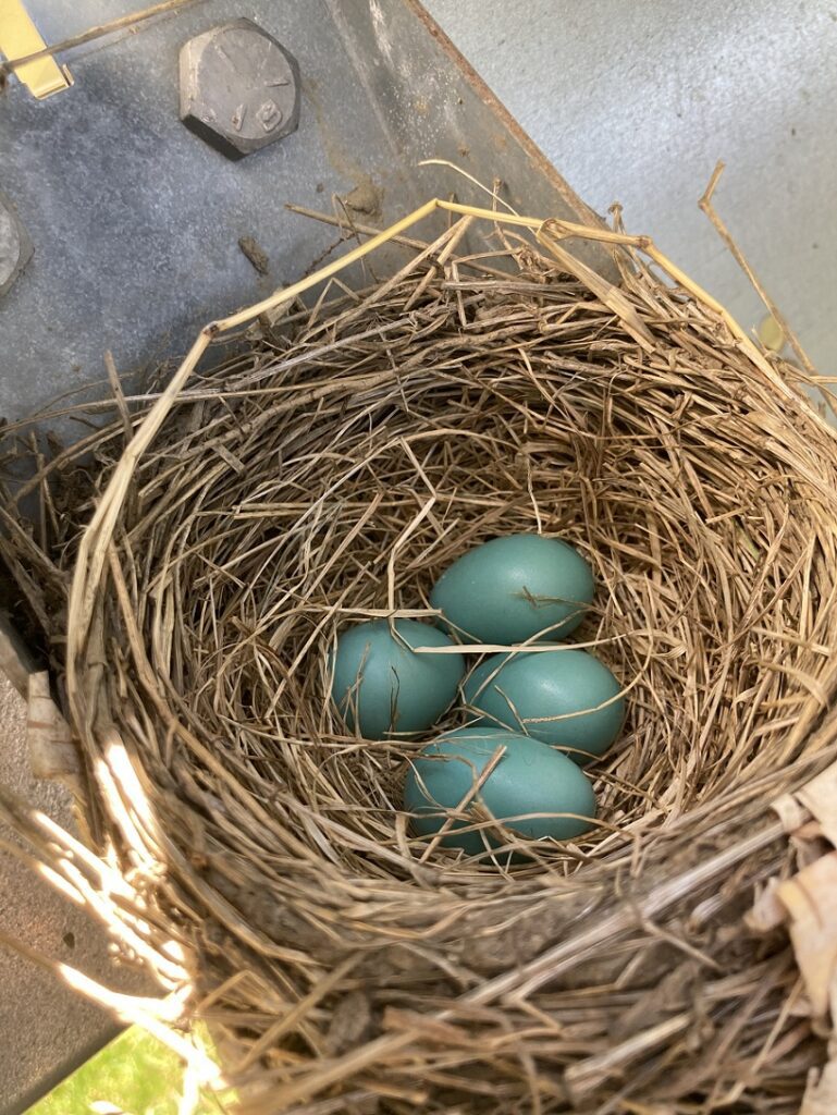 tunbridge nest